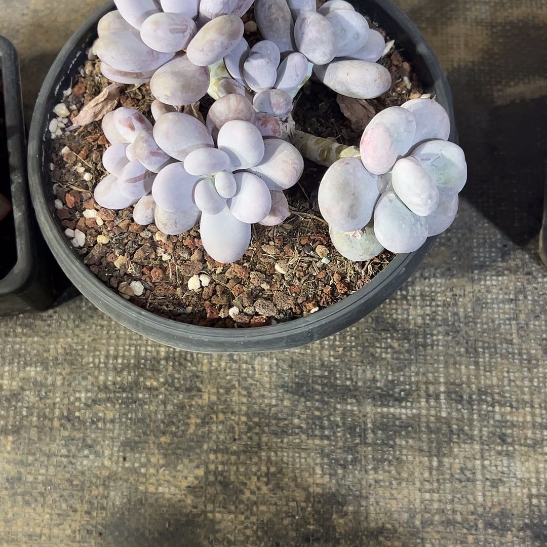 @****奶酪石化多肉植物