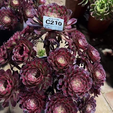 多肉植物210红覆轮