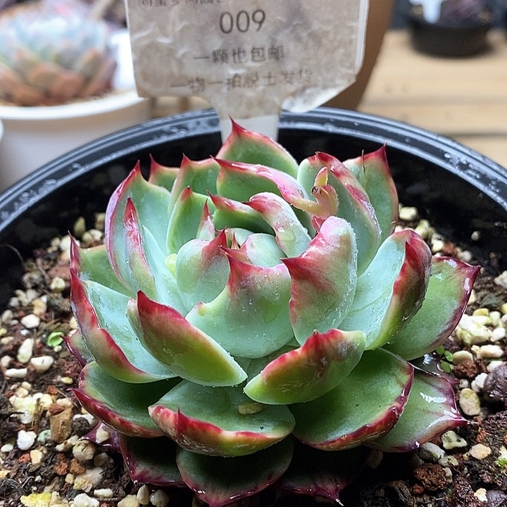 惊鸿仙子单头009