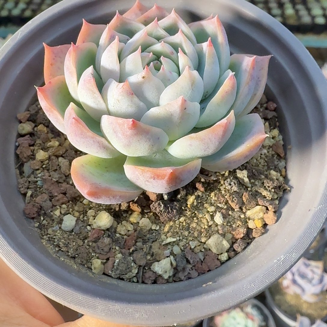 576六公分孤星满20包邮