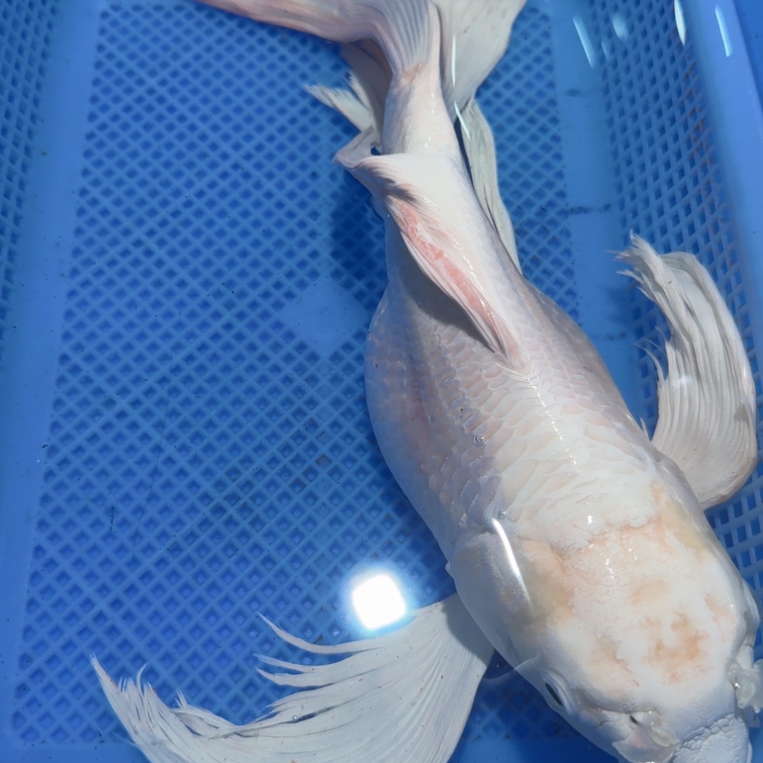 蝴蝶里观赏鱼微瑕