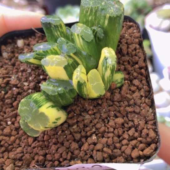 0105，北斋玉扇锦群如图