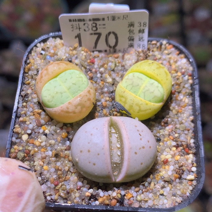 精品生石花38.170