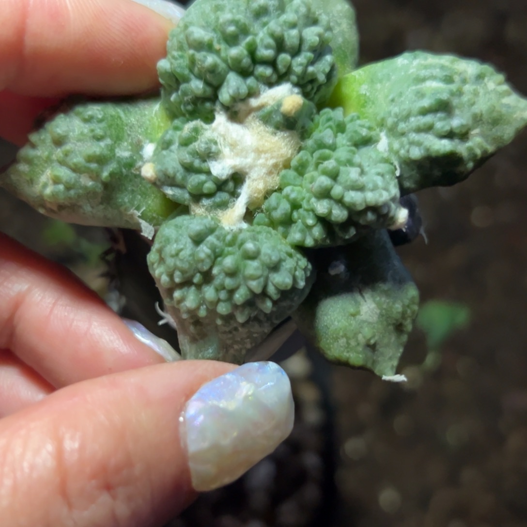 591 仙人球的比赛将