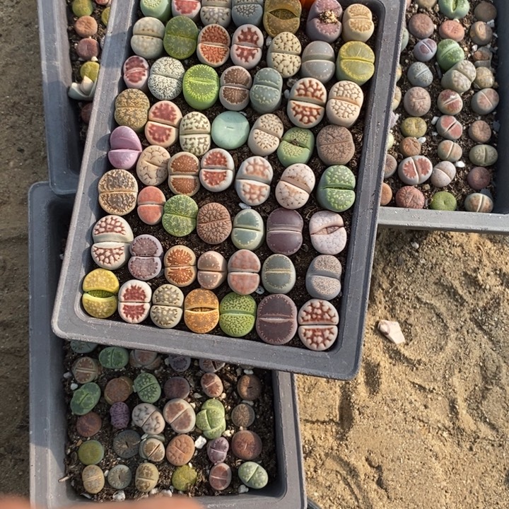 可****生石花等植物的生长651