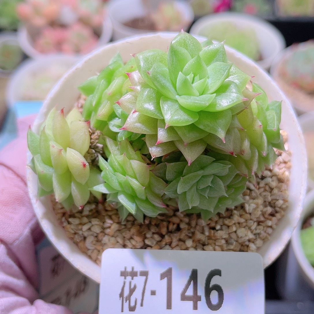 花利美 7-146麦秆群