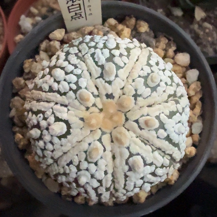 阿***哥多肉植物多肉植物