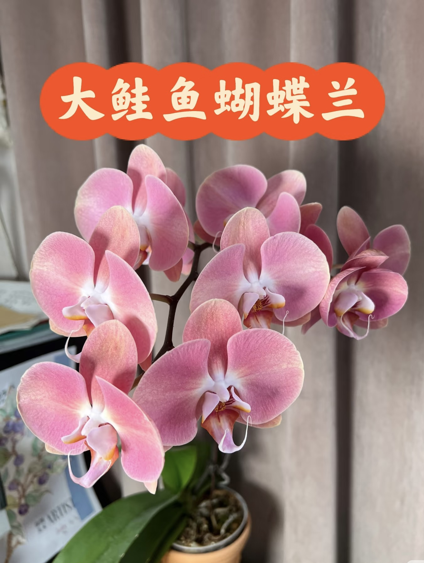 《大鲑鱼》蝴蝶兰3.5成熟苗已出花剑无花稀有高级复古色