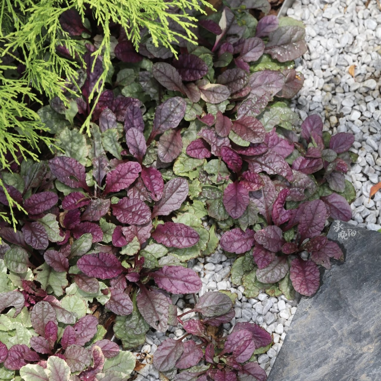 【霓虹灯筋骨草】宿根多年生（7单包邮）耐寒耐热庭院阳台绿化易养活