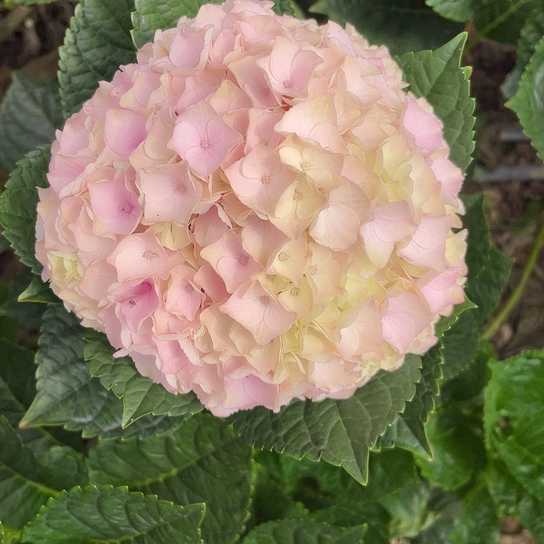 绣球切花一物一拍3枝起包邮，18