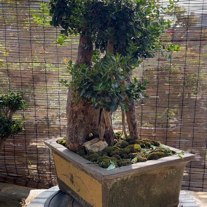 五***液无花朵一次就好开心哈哈