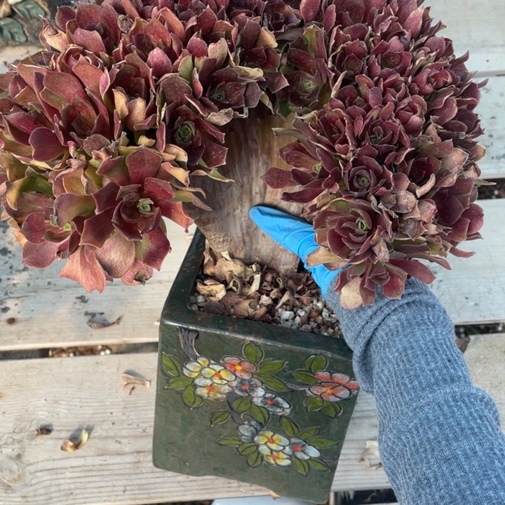 多肉多味儿可还可以哟喂