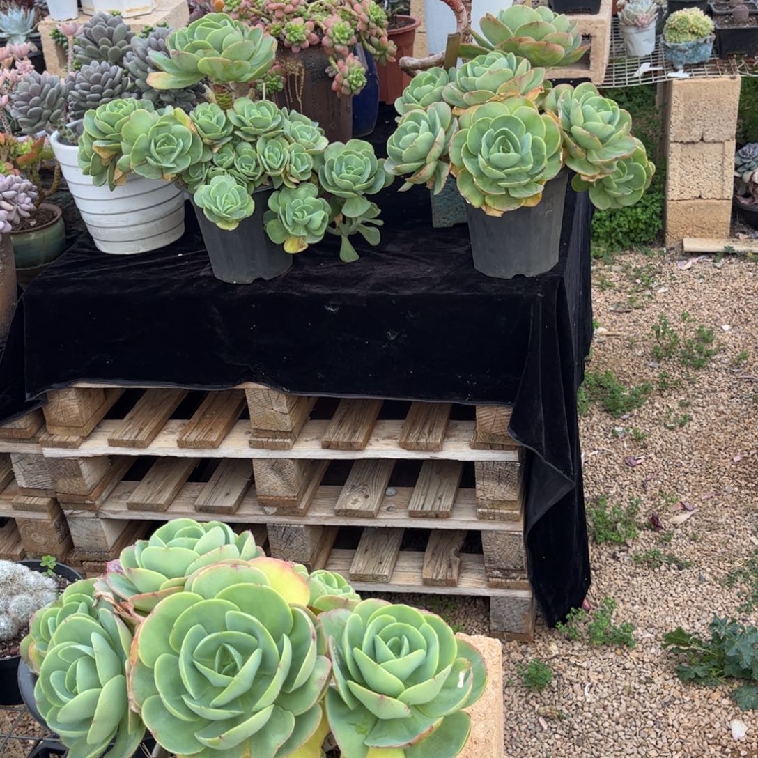 好姑娘多肉园艺，3颗碧桃