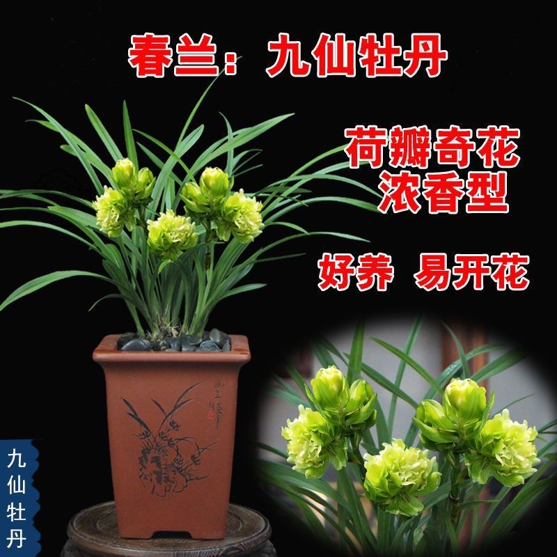 九仙牡丹 春兰稀有品种 素色奇花 浓香型 好养护 花期长