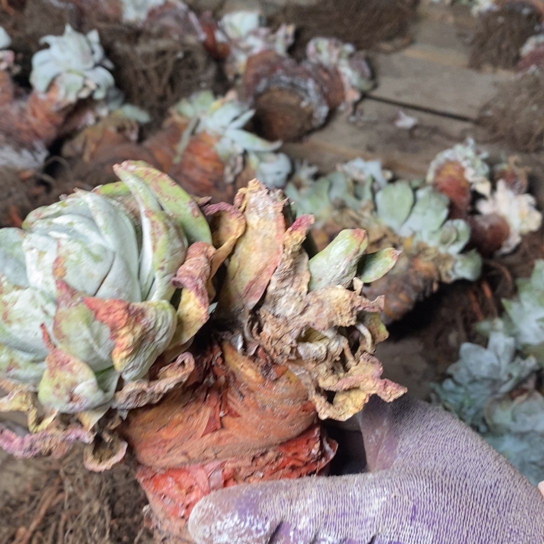 2036瑕疵无售后哈哈哈哈哈哈哈哈哈哈哈哈多肉