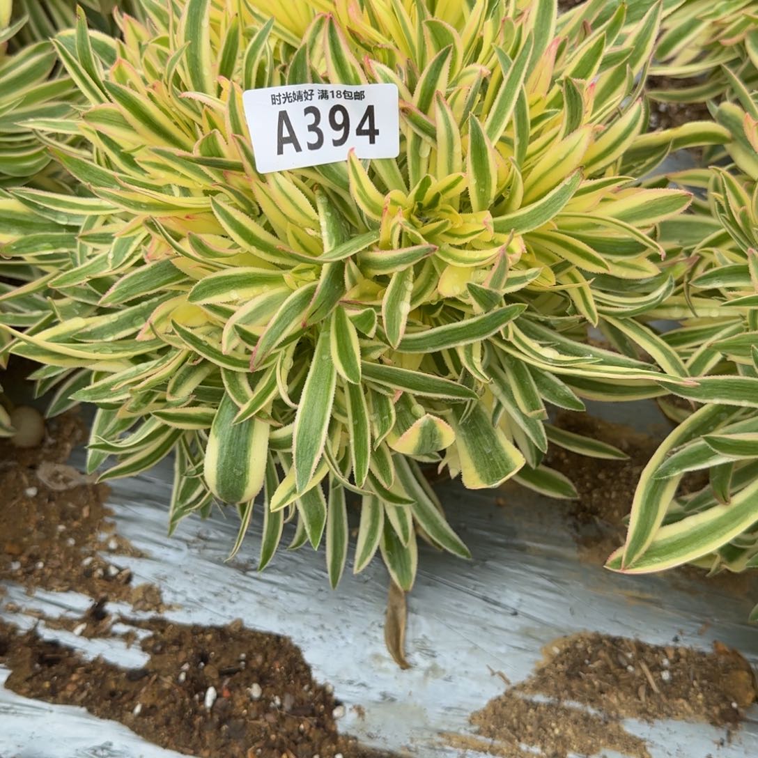 394夕颜。多肉植物