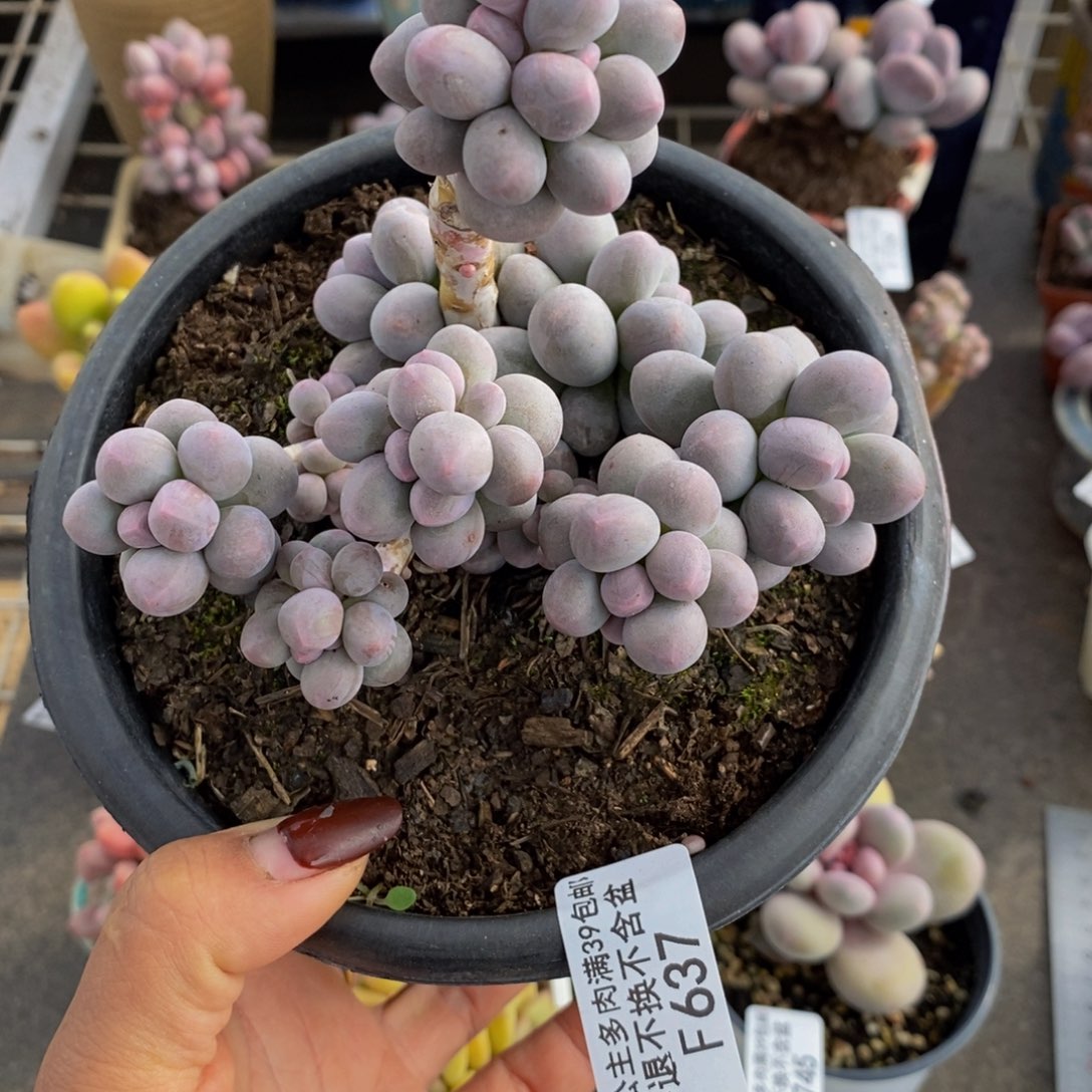 香水手指637/10v m