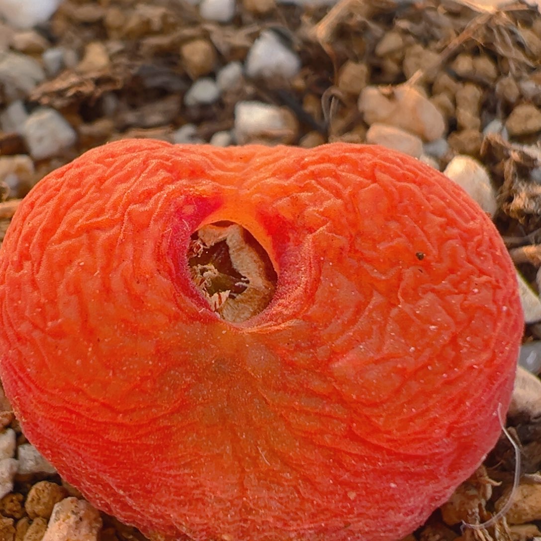 130多肉植物百科水蜜桃