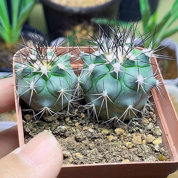 雪顶黑枪娇丽3cm，3.8cm，小颗有掉刺