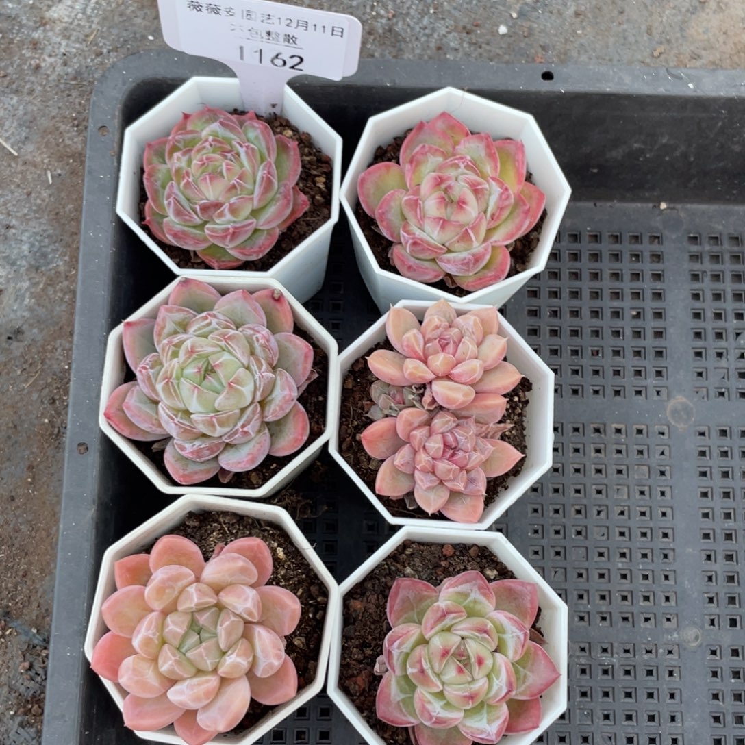 不包整散 盆子不售后1162