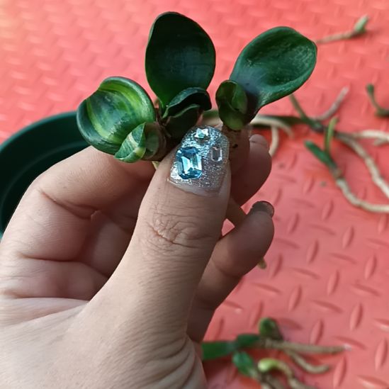 团**来特色花卉君子兰小苗君