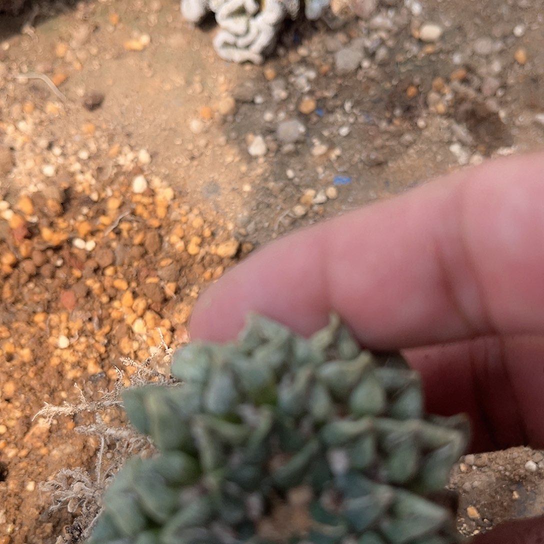 华***王一个牡丹精好好好