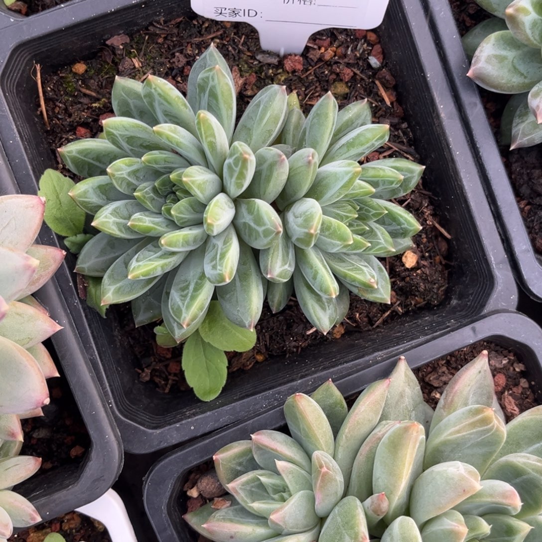 昆仑玉珠多肉植物668