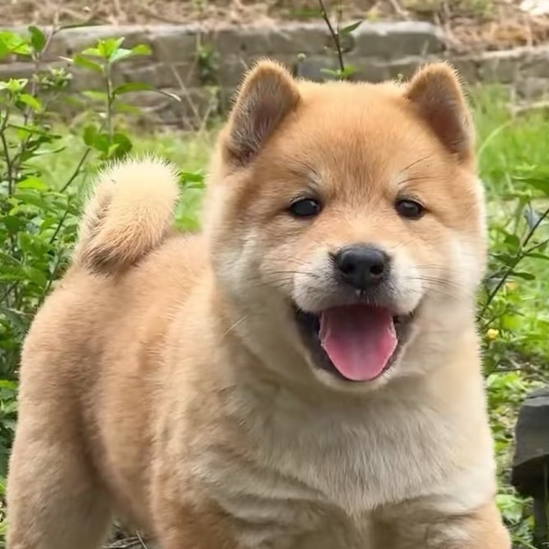 中华田园犬黄狗白面五黑五红幼犬农村家养好养看家护院家狗活体