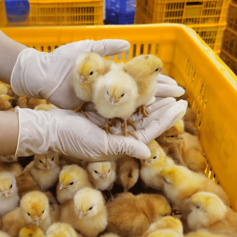 苏泰 农村土鸡仔