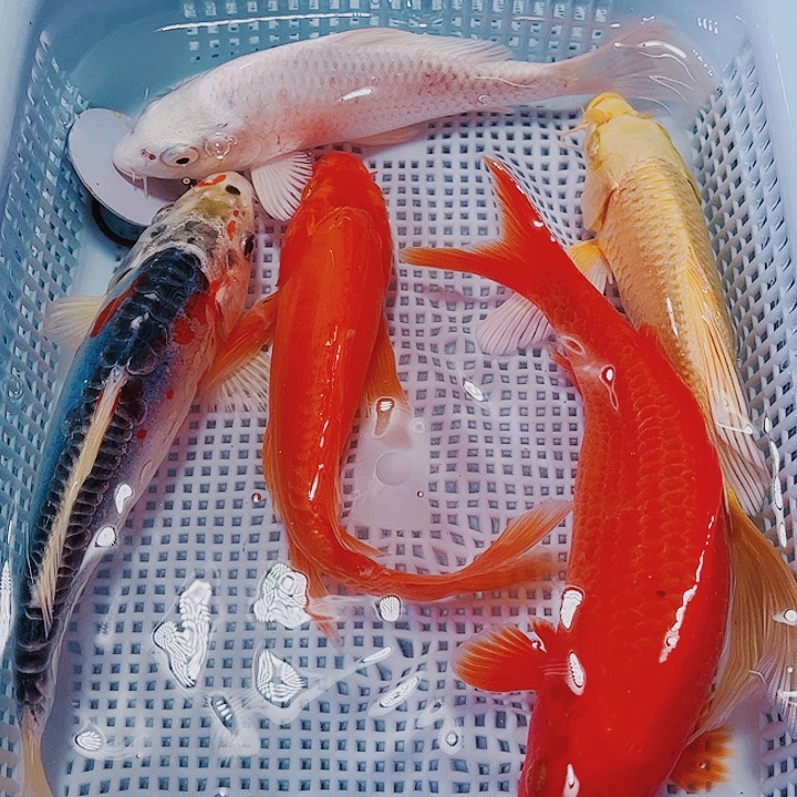 海水鱼锦鲤观赏鱼31