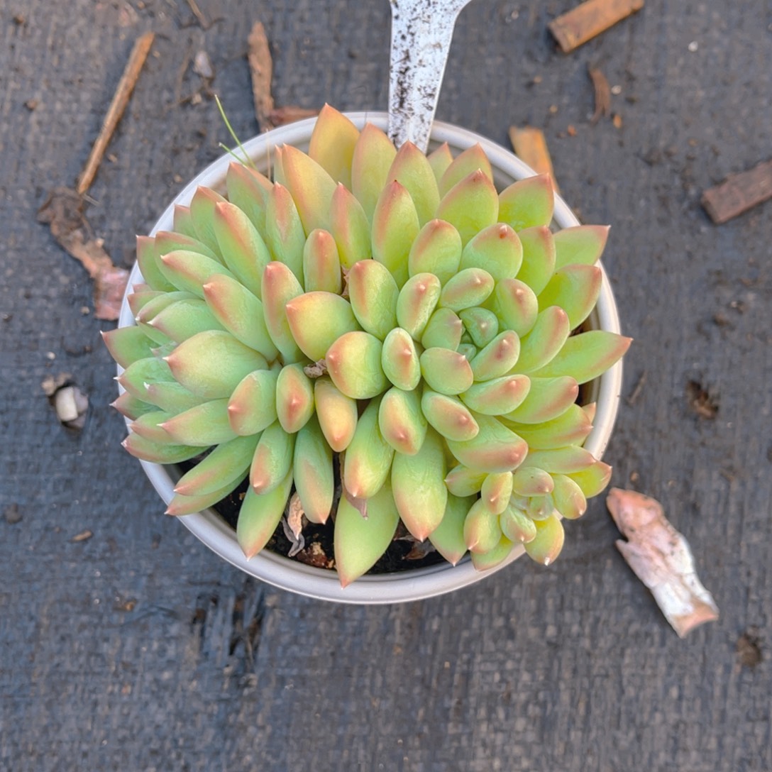 打***死杰夫里尼00000000315