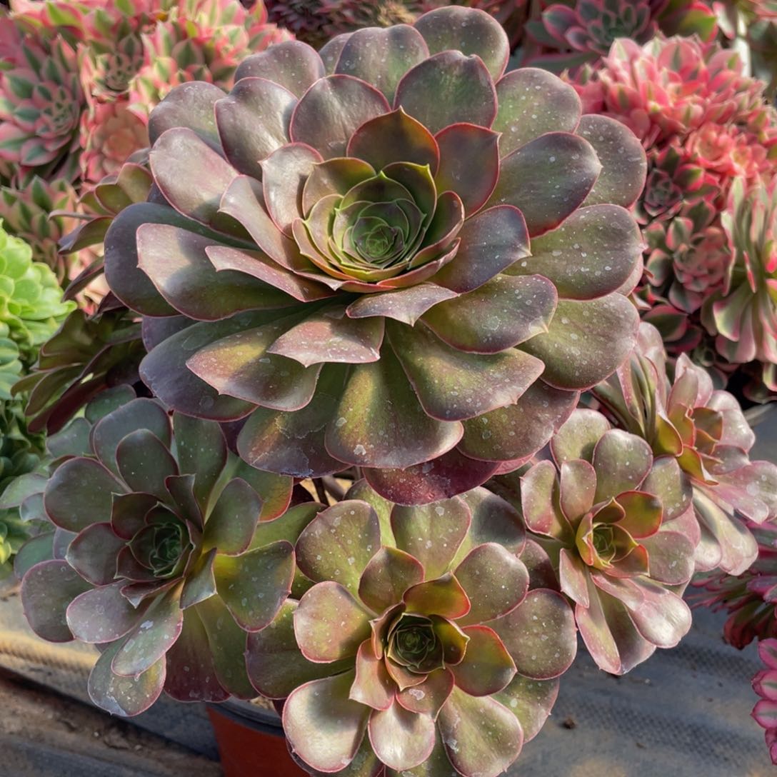 343魅金玫瑰精品法师多肉