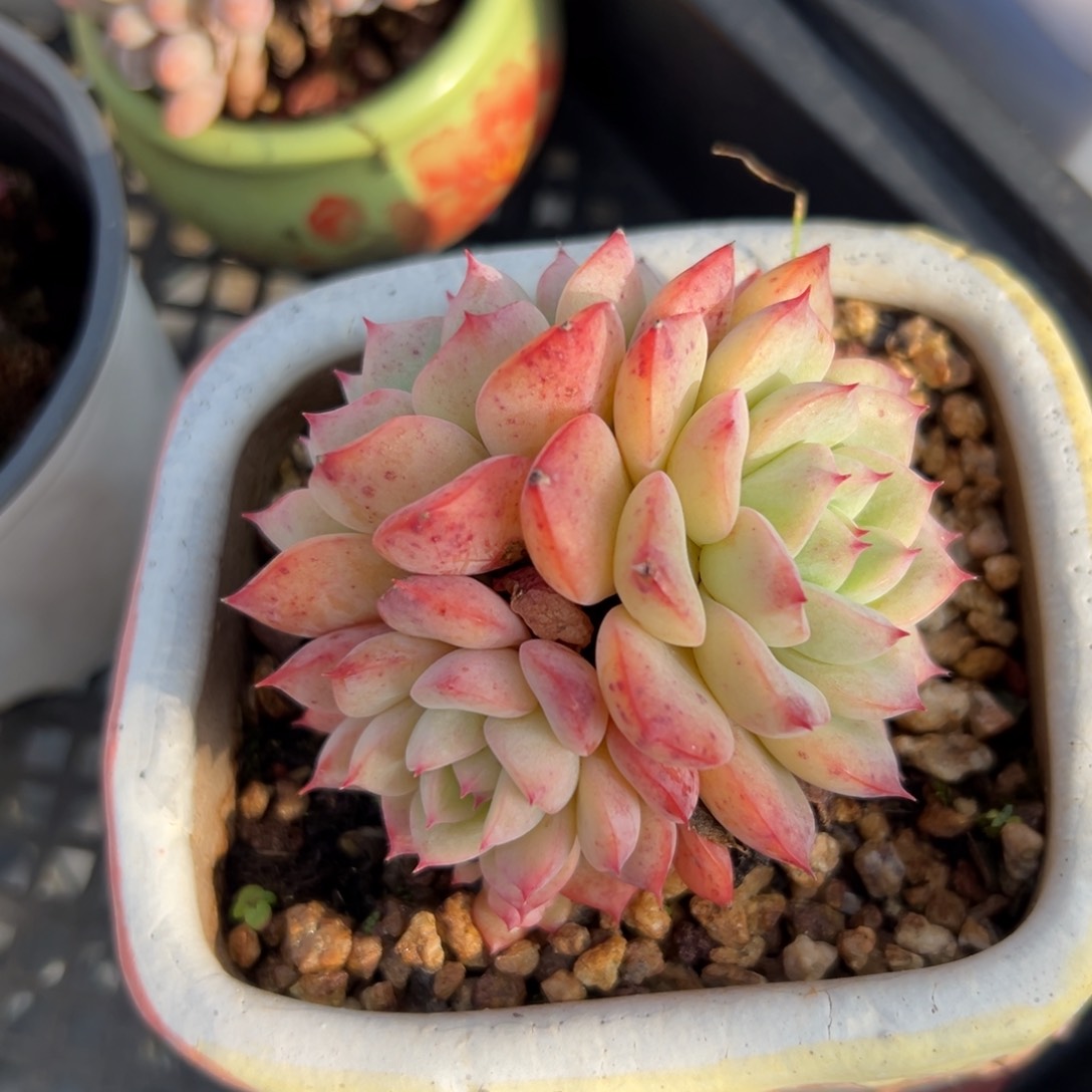 Sp 精控多肉一物一拍