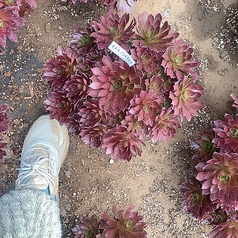 1500凤凰多肉法师锦