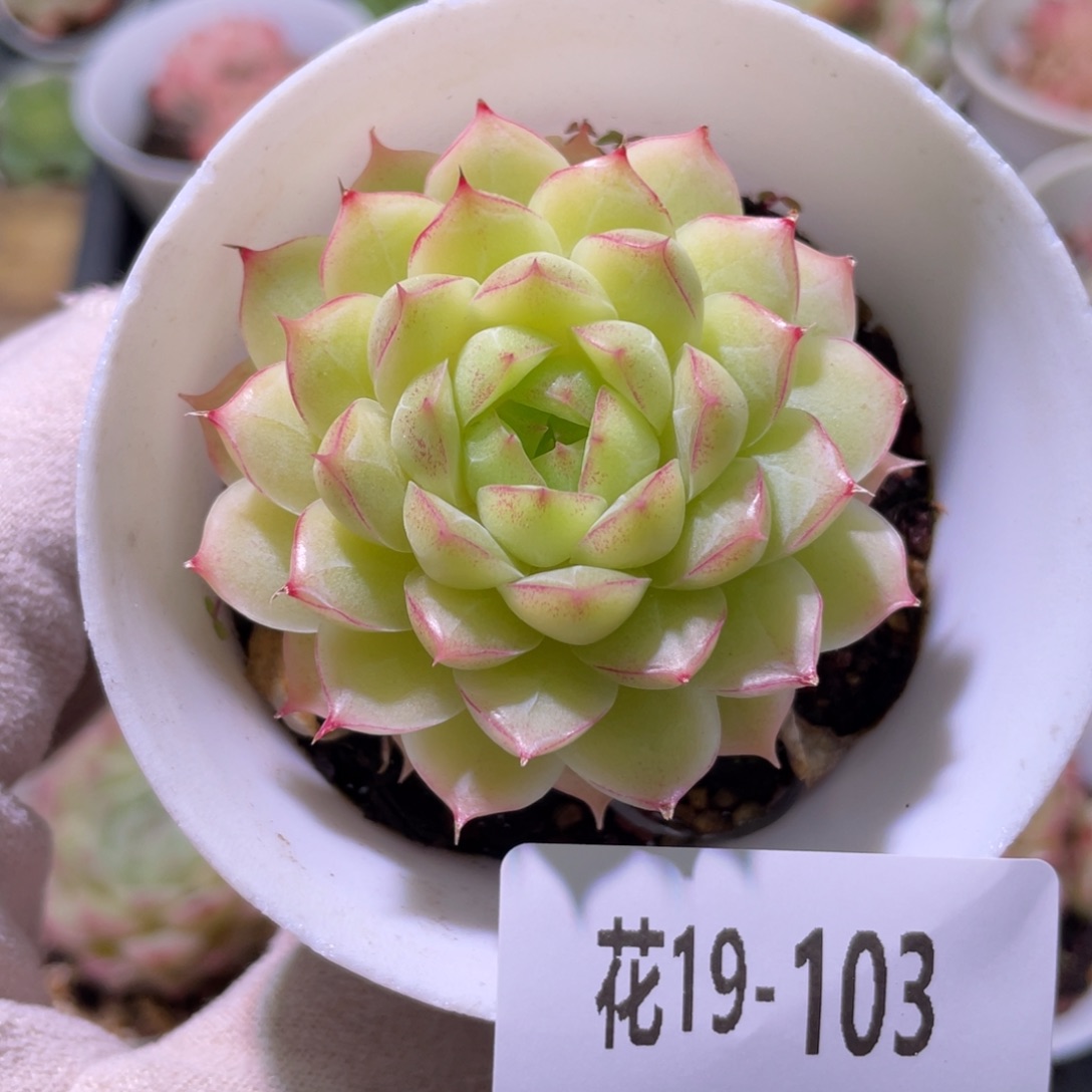 花利美19-103女王玫瑰