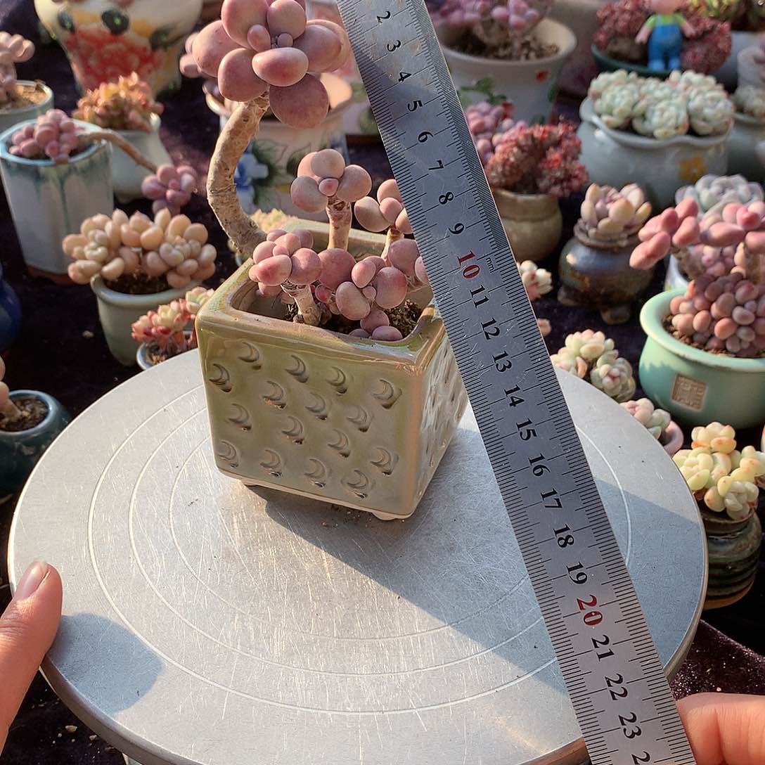 10号带盆偏远地区不包邮的