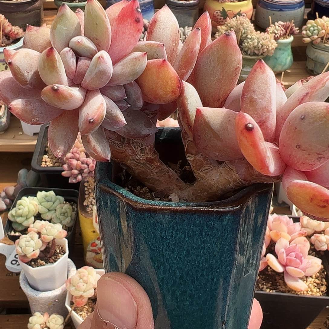 星影朵朵缀化1238号，