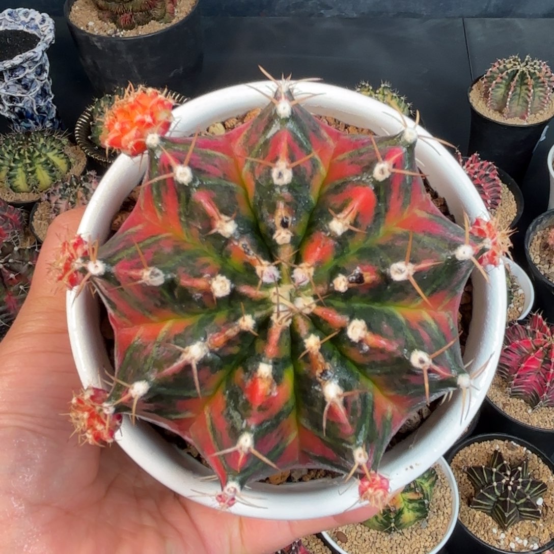 泰系米哈实生瑕疵99