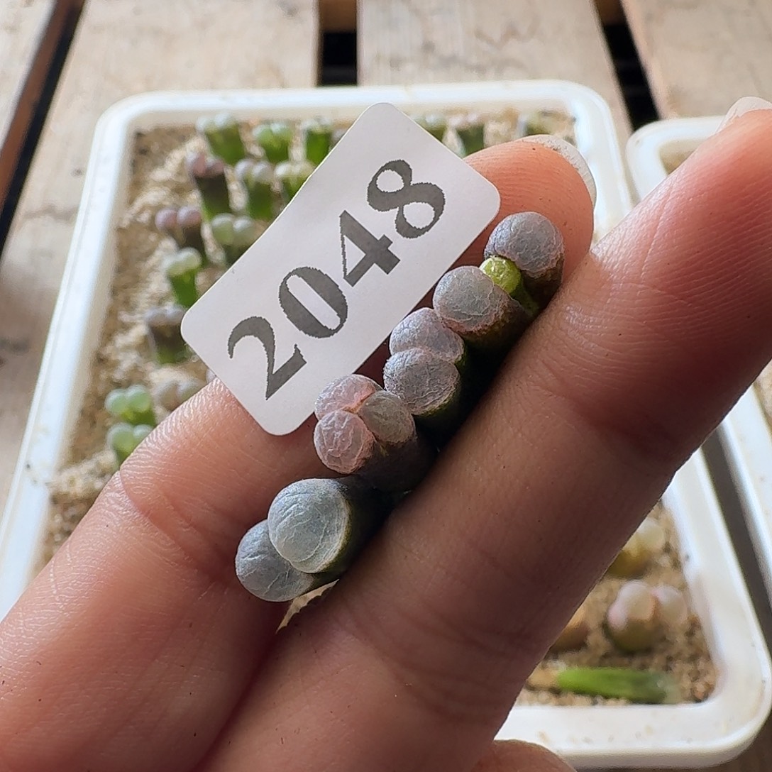 妙****2048妙妙拍风铃玉4颗
