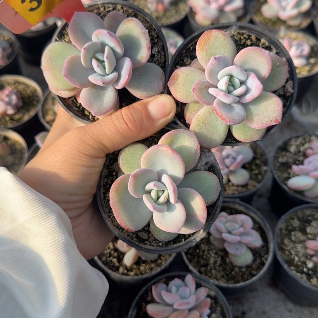 341号奶茶3颗，8盆口