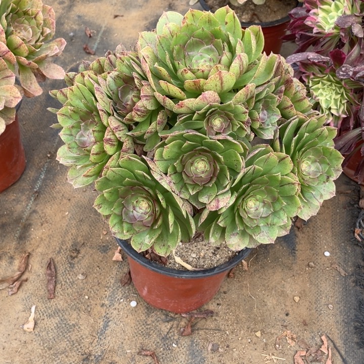 229万拉丝法师断枝不售后