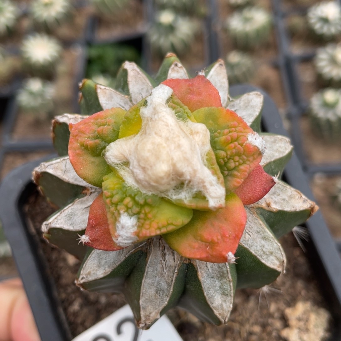 全部花朵哥斯拉牡丹锦582