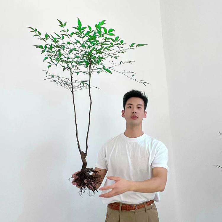 【带老桩根】南天竹水培盆栽绿植火焰红室内带根树苗客厅办公室盆景