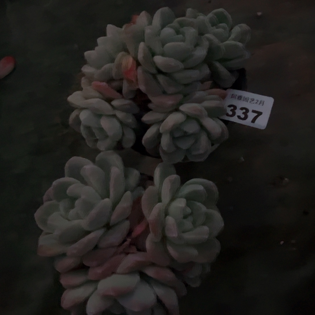 阿雅园艺。       337