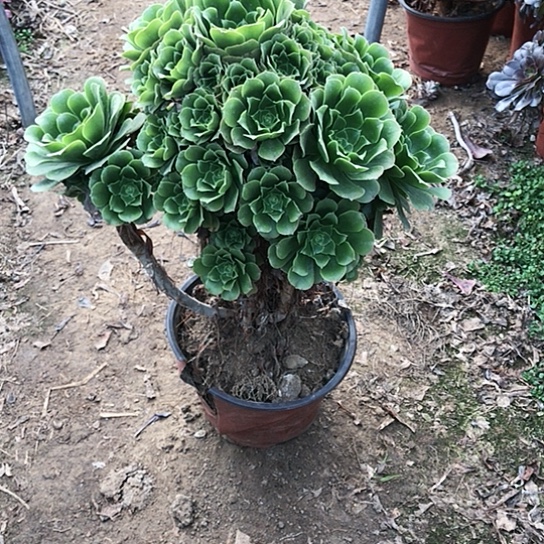 绿玫瑰法师00000027