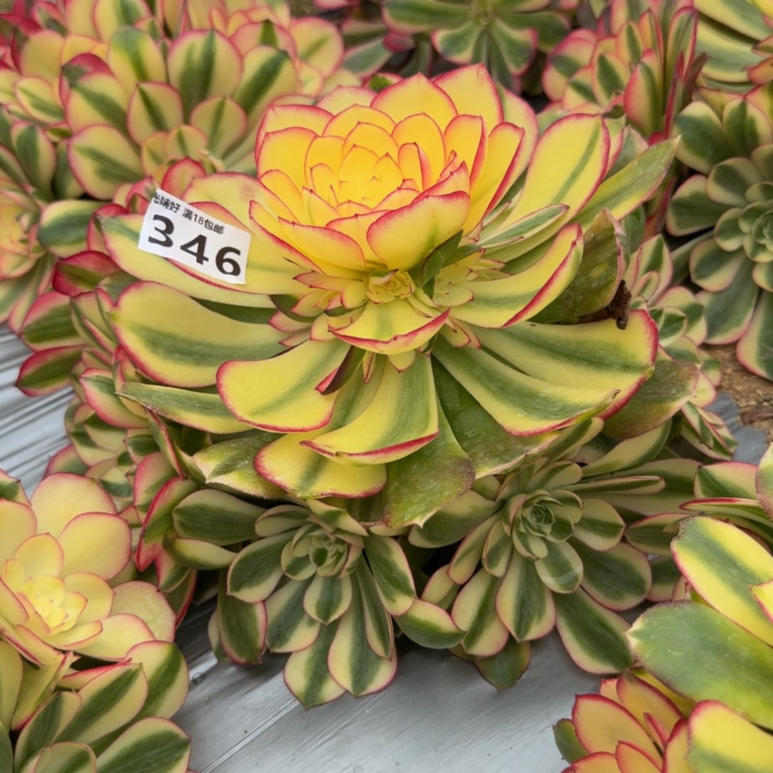 346荔枝。多肉植物