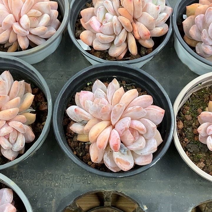 84。双头雪天使。福利多多