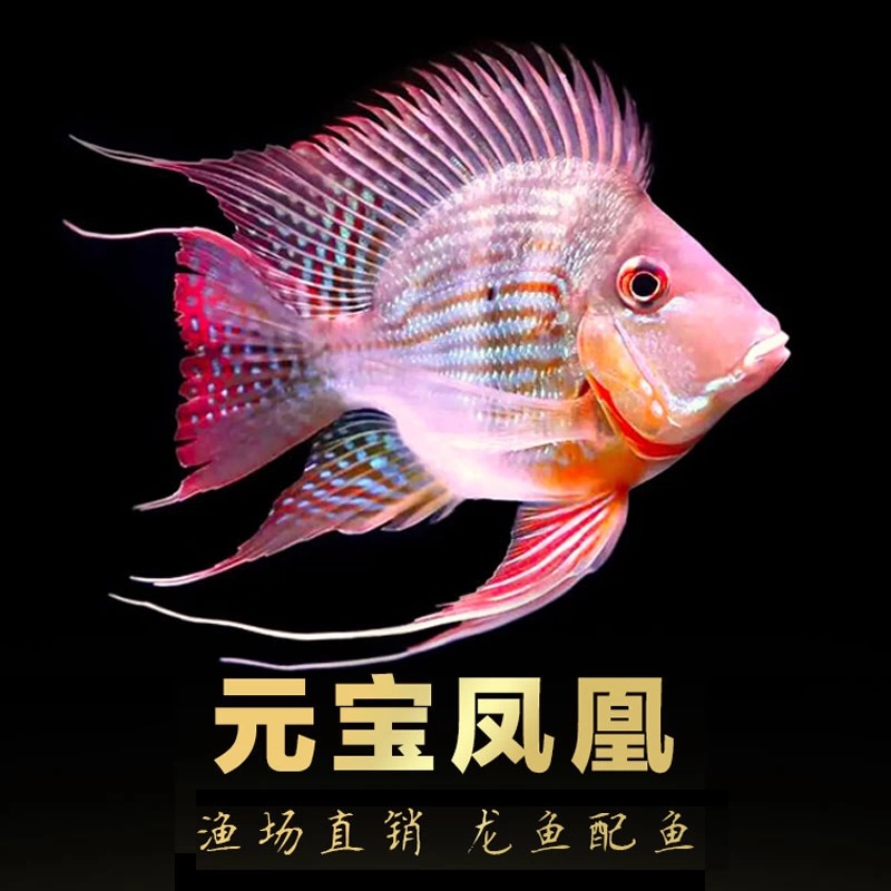 短身球体元宝凤凰鱼活鱼龙鱼高端配鱼热带观赏鱼耐活适合新手混养
