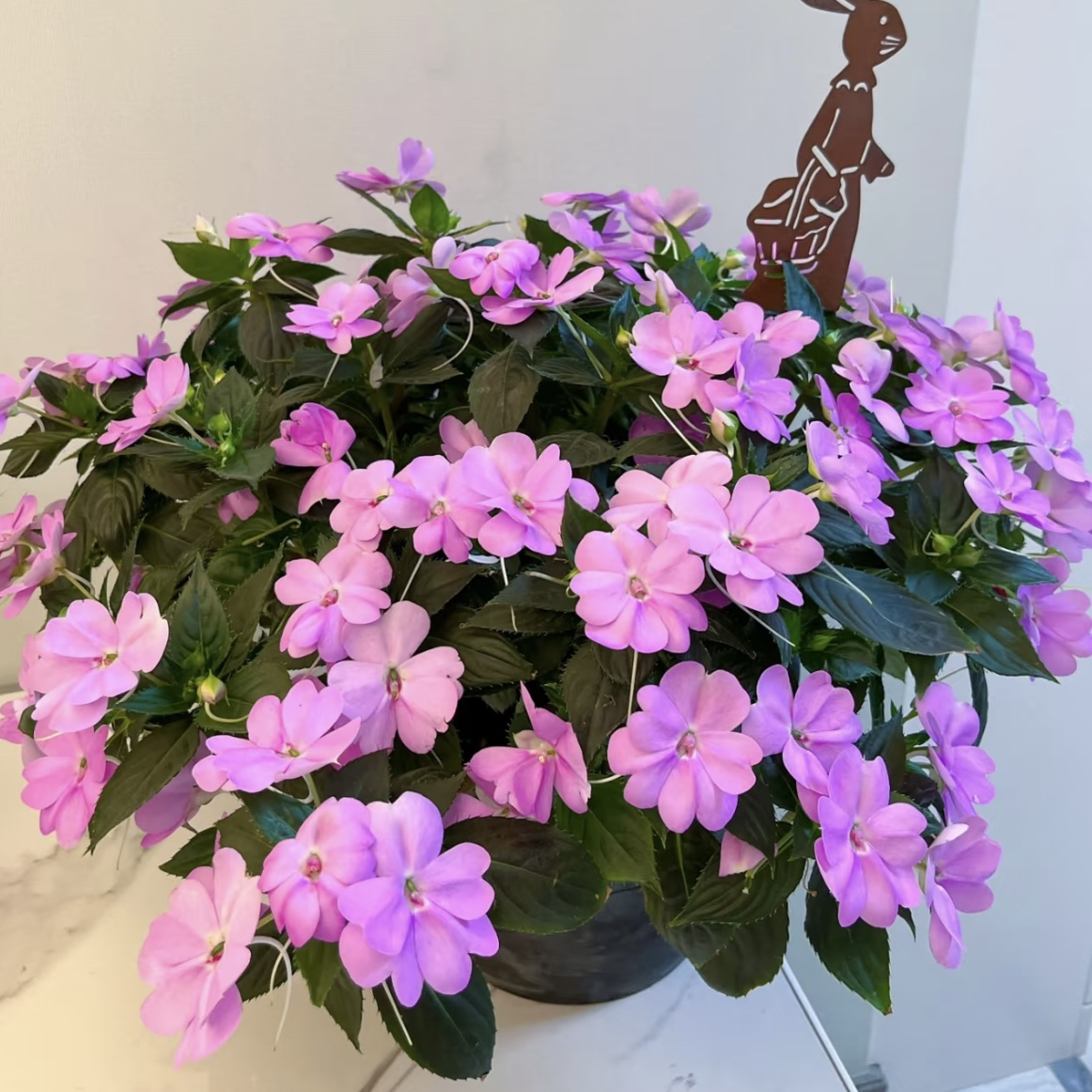 【桑倍斯超级凤仙·清凉紫】仙客来好看好养开花绿植盆栽