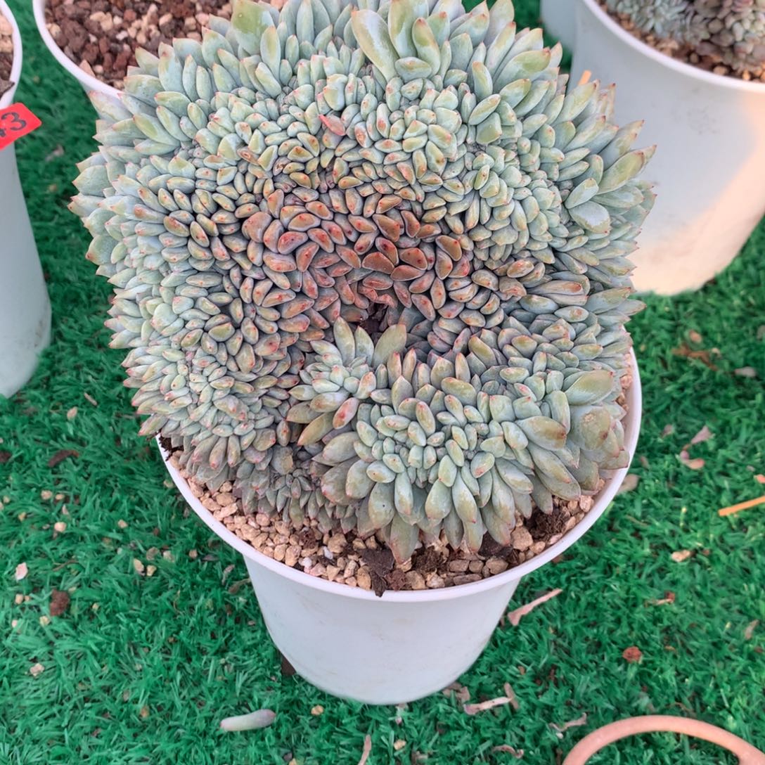930橙子11111111111